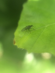 Empidoidea