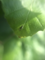 Empidoidea