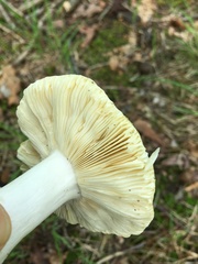 Russula ochroleucoides