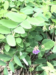 Lathyrus venosus