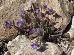 Phacelia curvipes