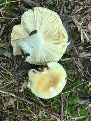 Russula ochroleucoides