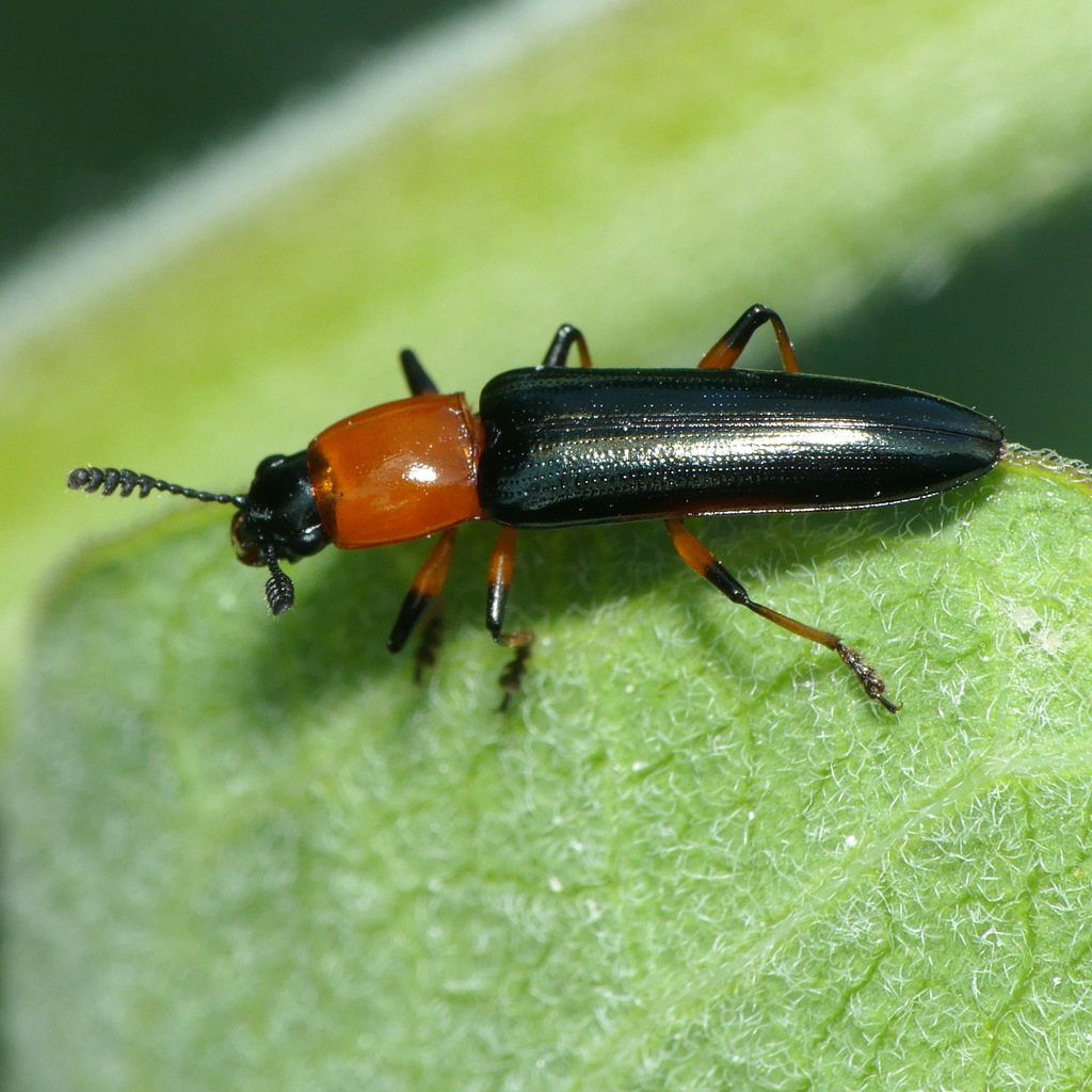 Languria angustata