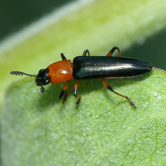 Languria angustata