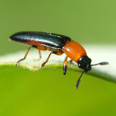 Languria angustata