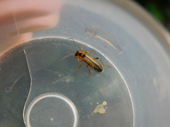 Metacantharis discoidea