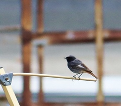 Phoenicurus ochruros