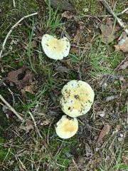 Russula ochroleucoides