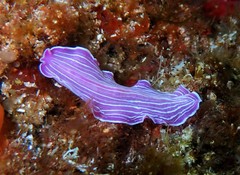 Prostheceraeus roseus