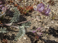 Astragalus andersonii