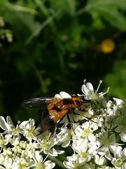 Volucella inflata
