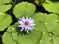 Nymphaea elegans