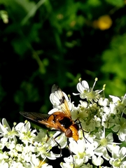Volucella inflata