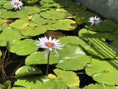 Nymphaea elegans