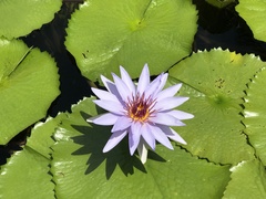 Nymphaea elegans