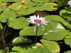 Nymphaea elegans