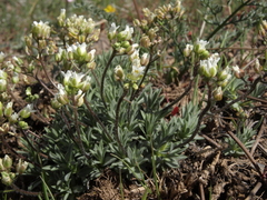 Cusickiella douglasii
