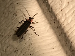 Podabrus brevicollis