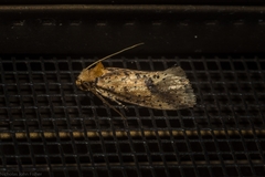 Azaleodes micronipha