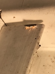 Phyllonorycter fitchella