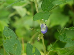 Clitoria annua