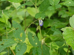 Clitoria annua