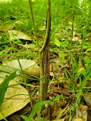 Atypidae