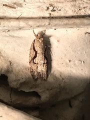 Semioscopis packardella