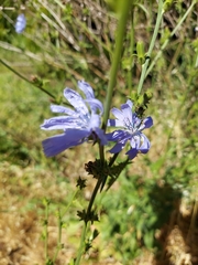 Cichorium intybus