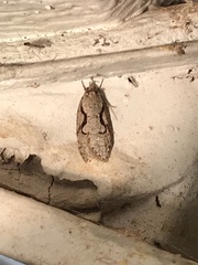 Semioscopis packardella