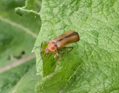 Cantharis livida