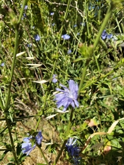 Cichorium intybus