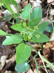 Thaspium trifoliatum