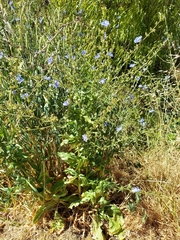 Cichorium intybus