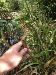 Sarracenia jonesii