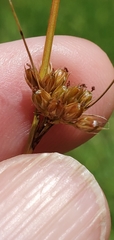 Juncus interior