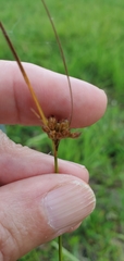 Juncus interior