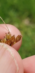 Juncus interior