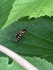 Chrysopilus ornatus