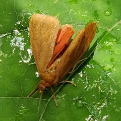 Virbia opella