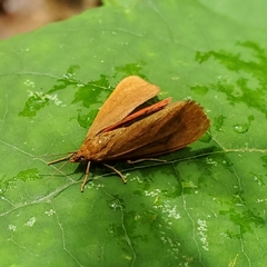 Virbia opella