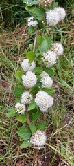 Physocarpus opulifolius