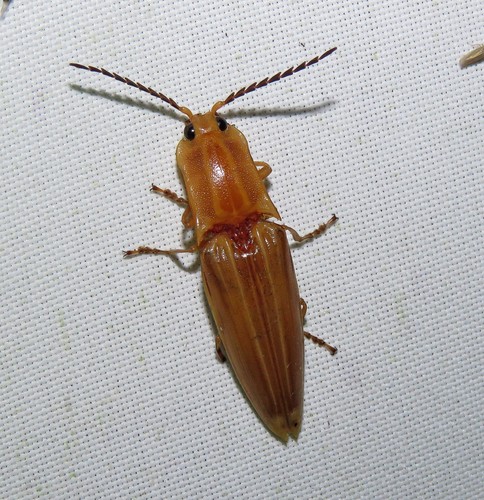 Semiotus ligneus