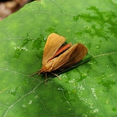 Virbia opella