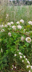 Physocarpus opulifolius