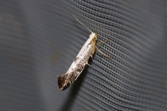 Argyresthia spinosella