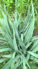Eryngium yuccifolium
