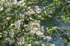 Deutzia crenata