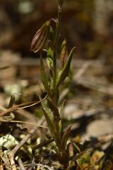 Polygala monspeliaca