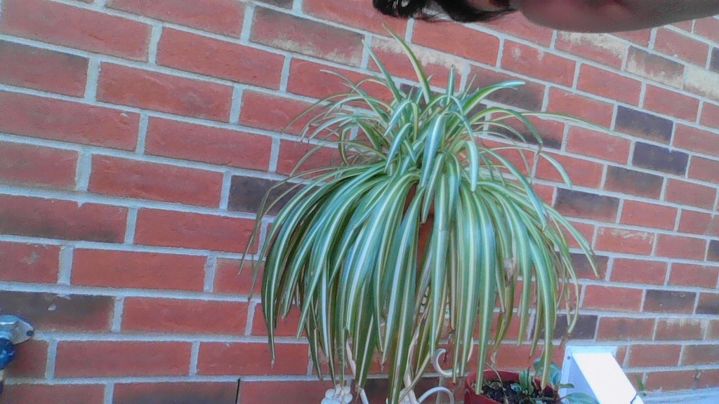 Spider plant growing